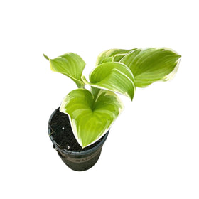 The Three Company assorted hosta varieties add vivid foliage to shade beds.