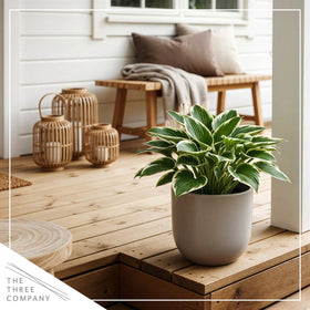 The Three Company Bedazzled Hosta thrives in rich soil under indirect light anywhere.