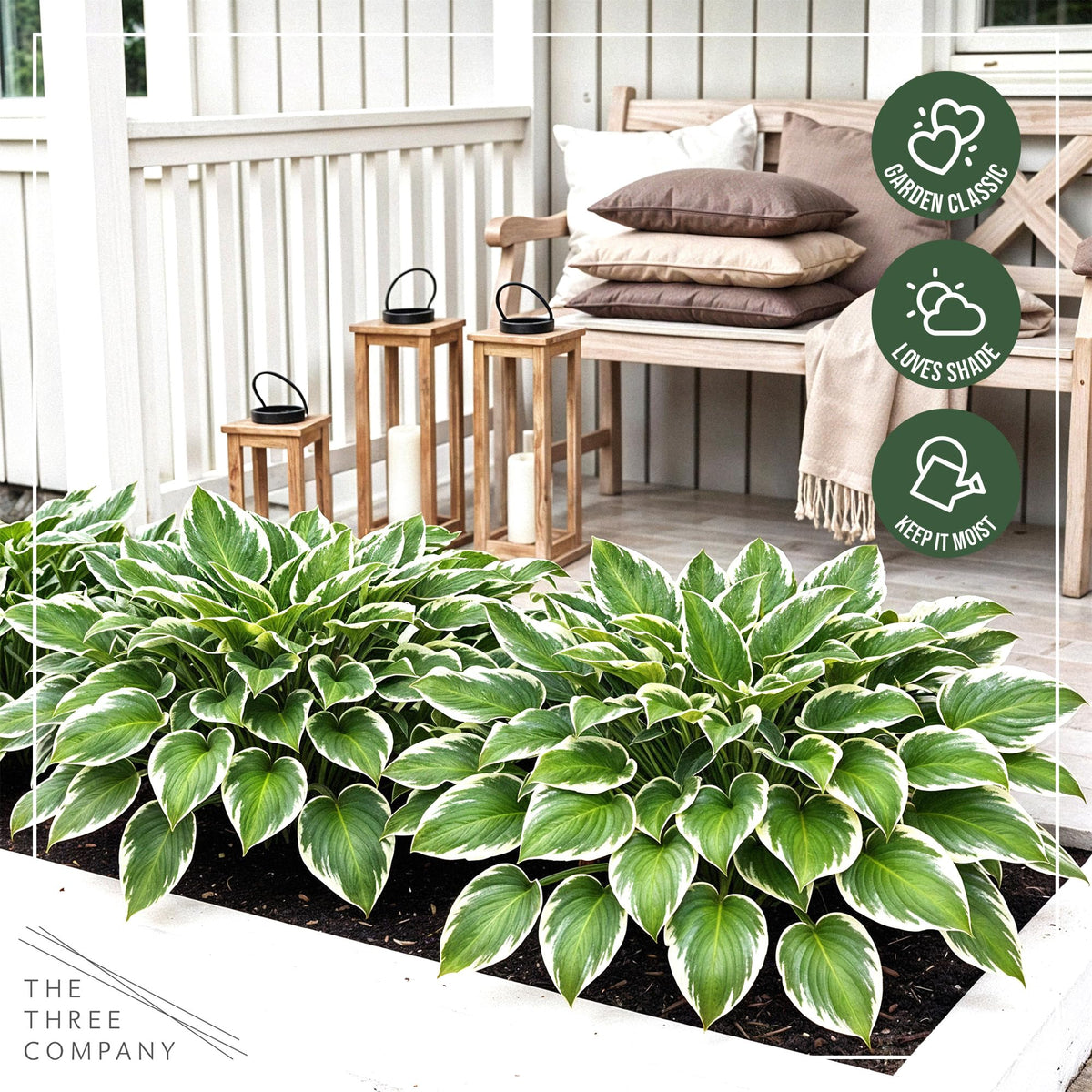 The Three Company Bedazzled Hosta ships fresh from greenhouse to garden.