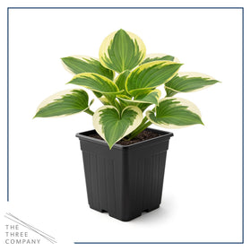 The Three Company Bedazzled Hosta in 1 qt pot offers easy container color.