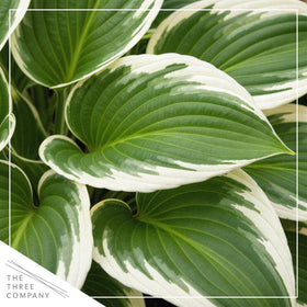 The Three Company Bedazzled Hosta lavender blooms brighten borders and attract admiring glances.