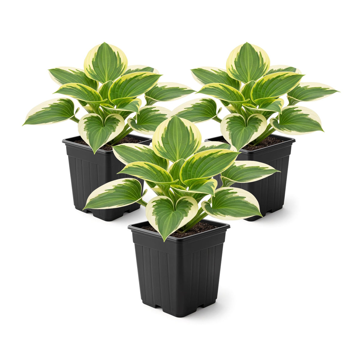 The Three Company Bedazzled Hosta leaves close-up with vibrant foliage for shade gardens.