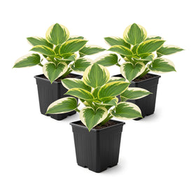 The Three Company Bedazzled Hosta leaves close-up with vibrant foliage for shade gardens.