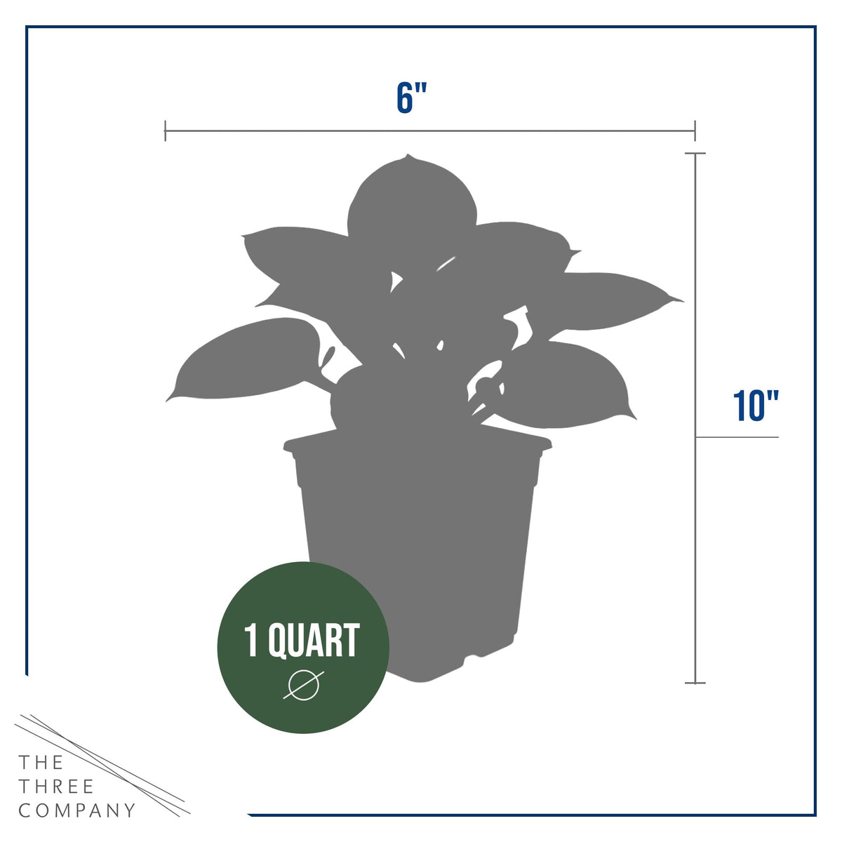 The Three Company Bedazzled Hosta clump reaches about 8 inches tall for landscape accents.