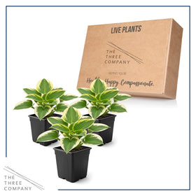 The Three Company Bedazzled Hosta adds shade-loving greenery to beds and borders.