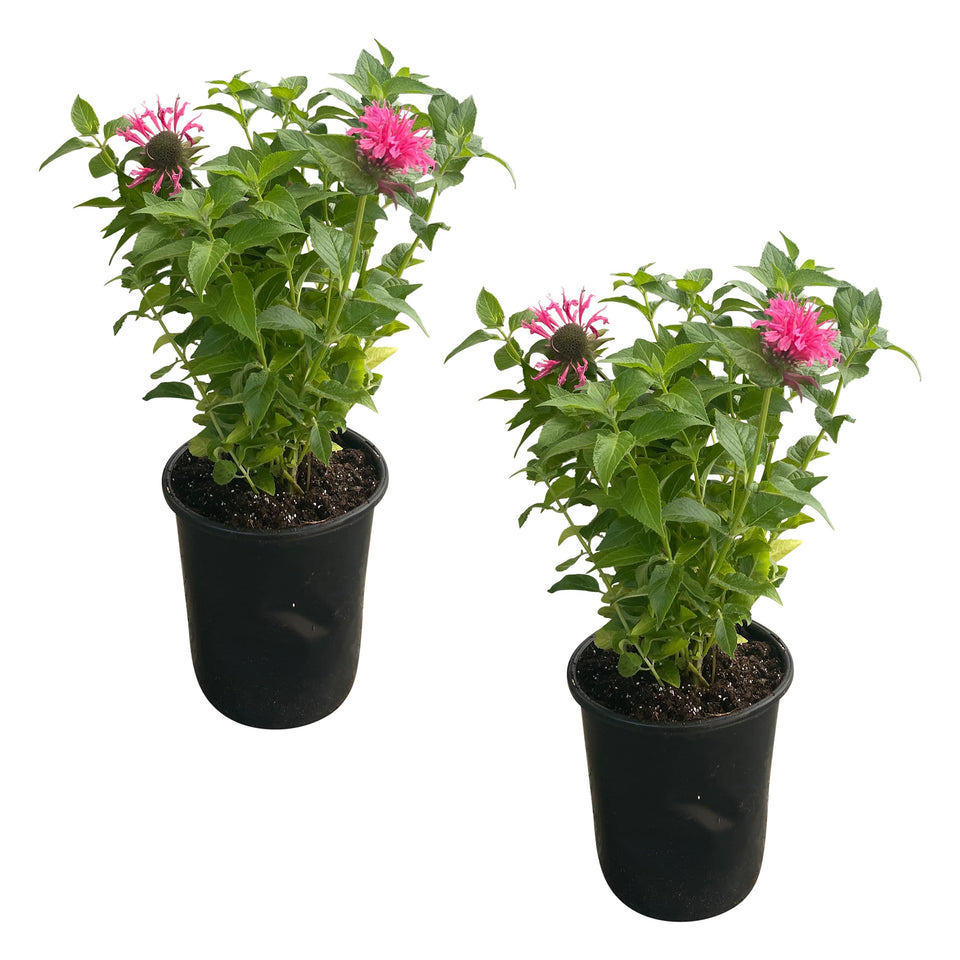 The Three Company bee balm Balmy Pink pink flowers brighten borders and attract butterflies.