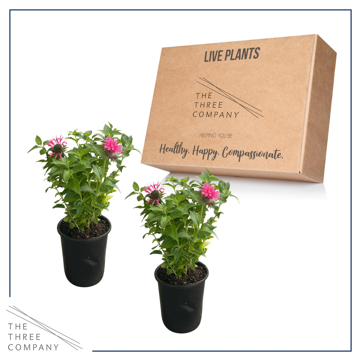The Three Company bee balm Balmy Pink attracts butterflies in pollinator friendly yards.