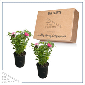 The Three Company bee balm Balmy Pink attracts butterflies in pollinator friendly yards.