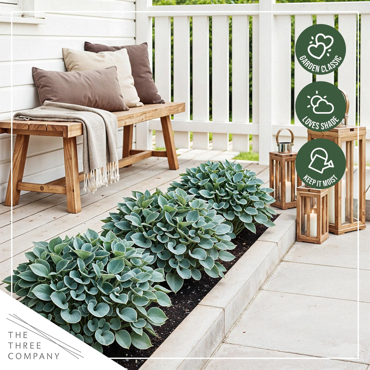 Blue Mouse Ears hosta container display for shaded patios