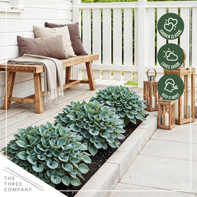 Blue Mouse Ears hosta container display for shaded patios