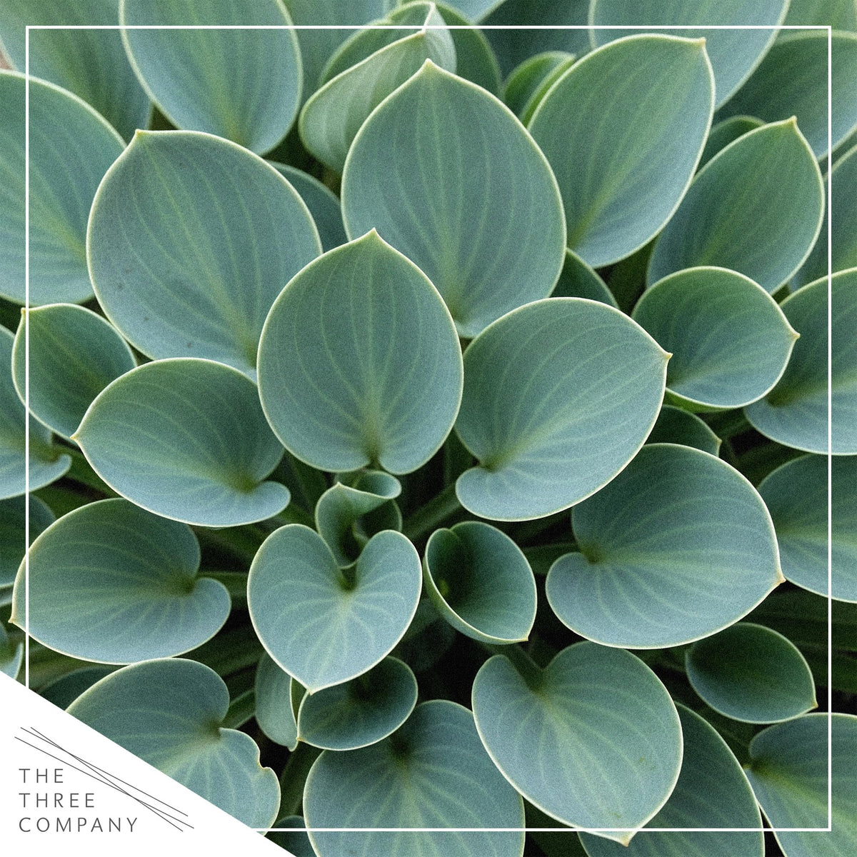 Blue Mouse Ears hosta dense mound view highlights compact border planting in shade