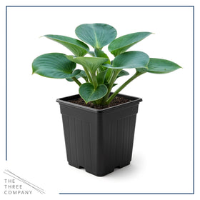 Blue Mouse Ears hosta in pot shows container gardening suitability