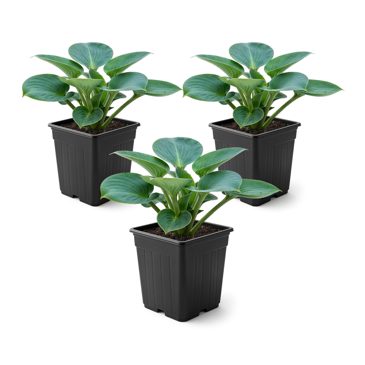 The Three Company Blue Mouse Ears hosta leaves closeup for shaded garden accents