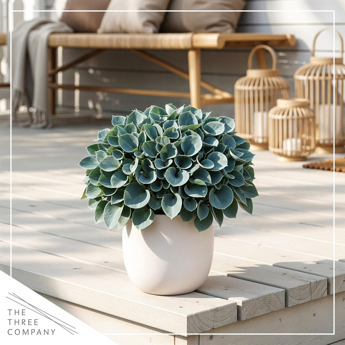 The Three Company hosta cared for with organic soil and moisture balance