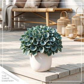 The Three Company hosta cared for with organic soil and moisture balance
