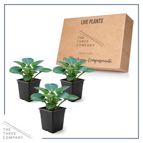Blue Mouse Ears hosta partial shade growth in a woodland setting