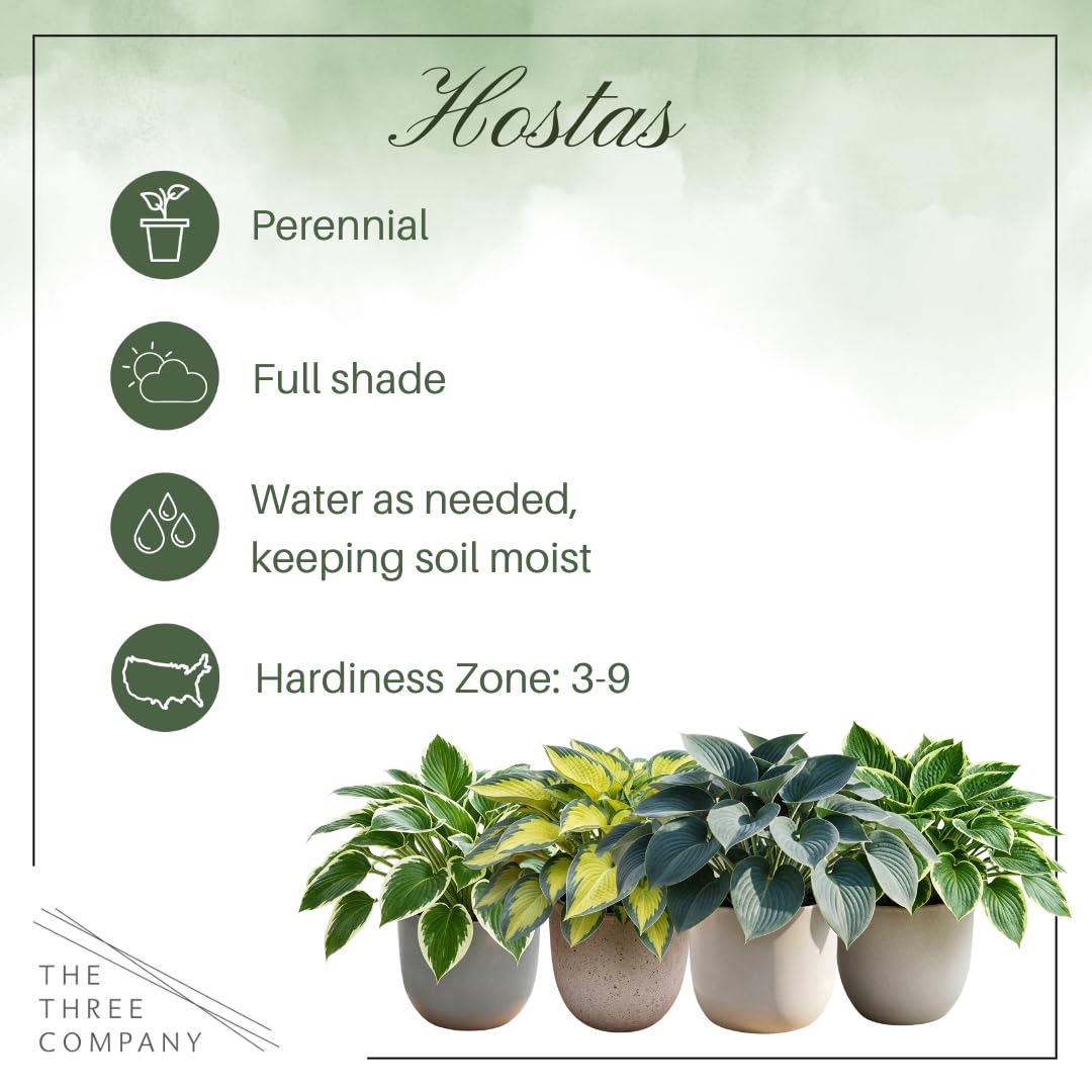 The Three Company Blue Mouse Ears hosta in a shade garden spot display