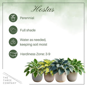 The Three Company Blue Mouse Ears hosta in a shade garden spot display