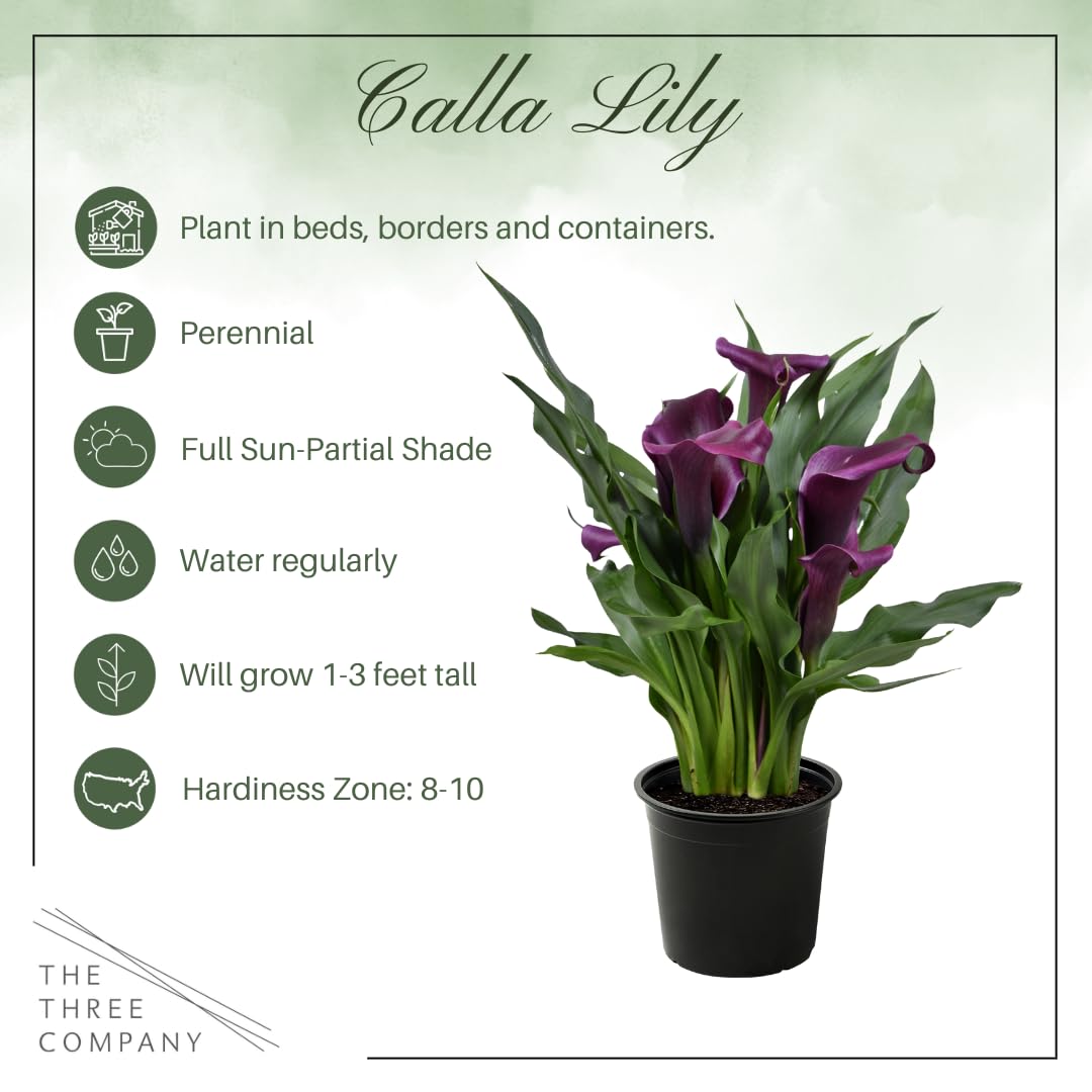 The Three Company calla lily bed-border plant adds elegant perennial color.