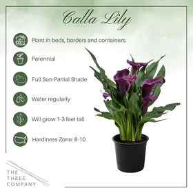 The Three Company calla lily bed-border plant adds elegant perennial color.