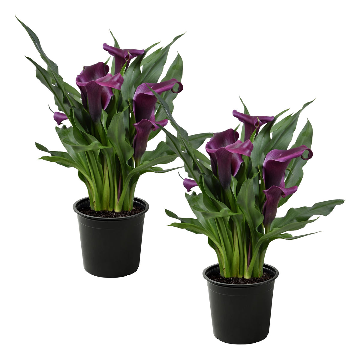 The Three Company calla lily purple bloom closeup showcases vibrant color for borders.