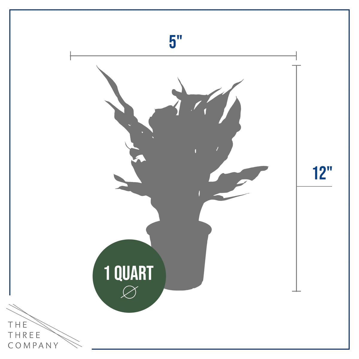 The Three Company callalily foliage swordlike provides neat greenery in landscapes.