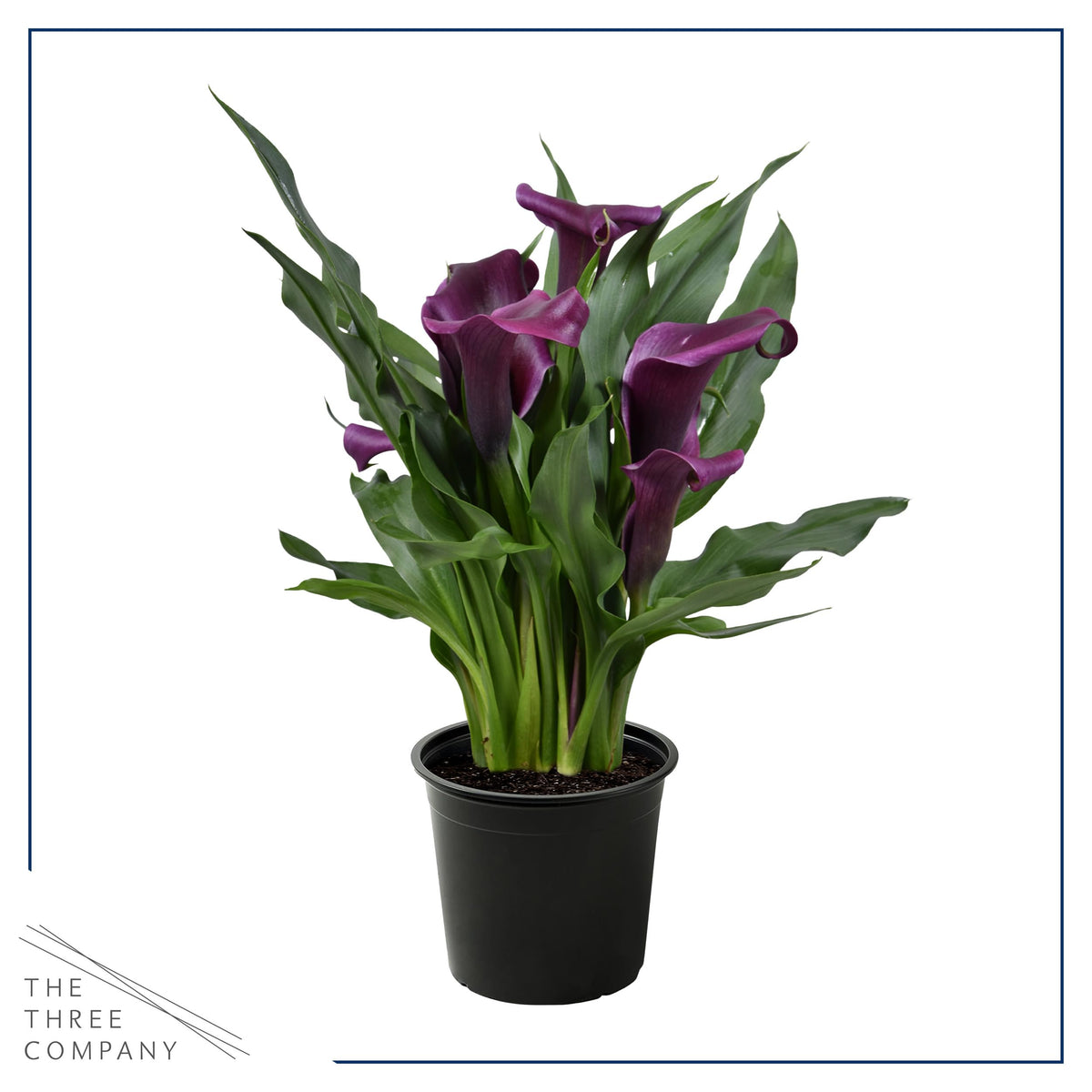 The Three Company container garden calla lily purple brightens patios and decks.