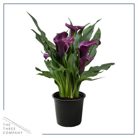 The Three Company container garden calla lily purple brightens patios and decks.