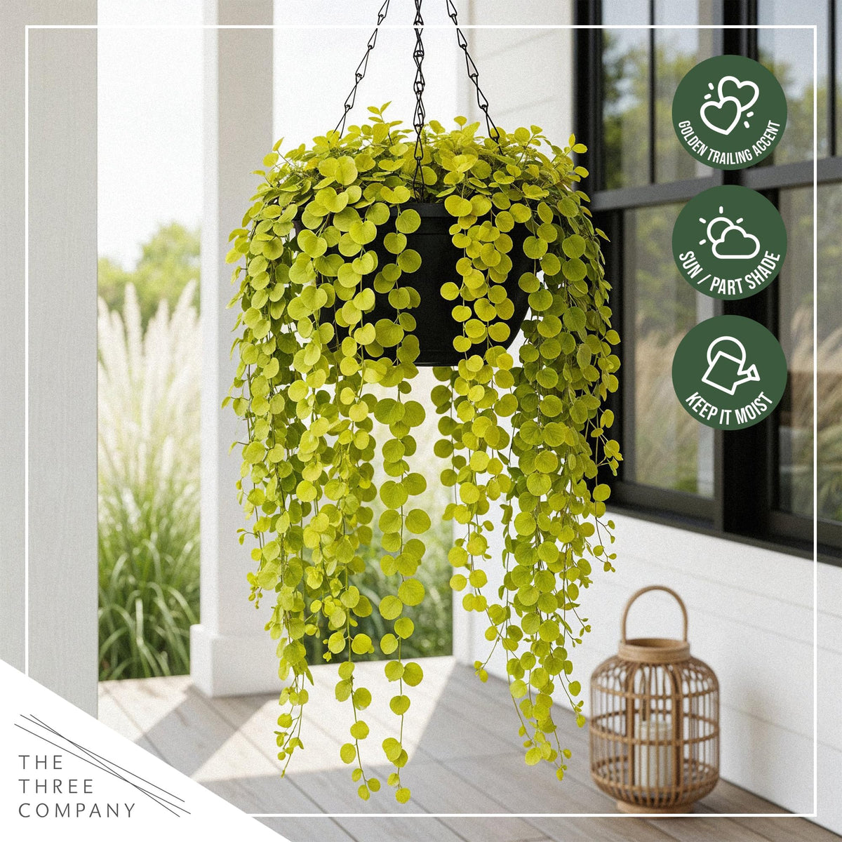 Compact Creeping Jenny fits 6 inch tall by 4 inch wide pots.