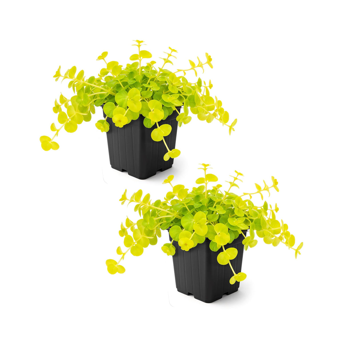 The Three Company Creeping Jenny chartreuse foliage brightens containers and borders.