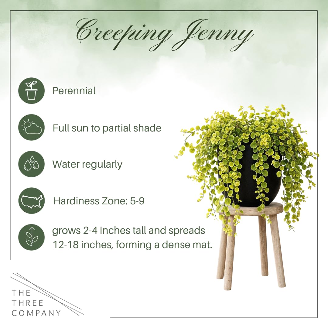 Chartreuse foliage of Creeping Jenny adds vibrant color with minimal care.