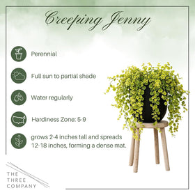 Chartreuse foliage of Creeping Jenny adds vibrant color with minimal care.