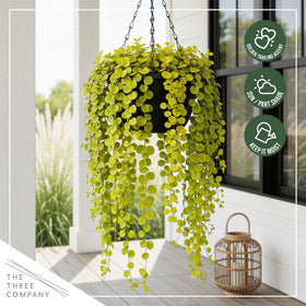 Container garden idea featuring Creeping Jenny for a bright, low-maintenance accent.