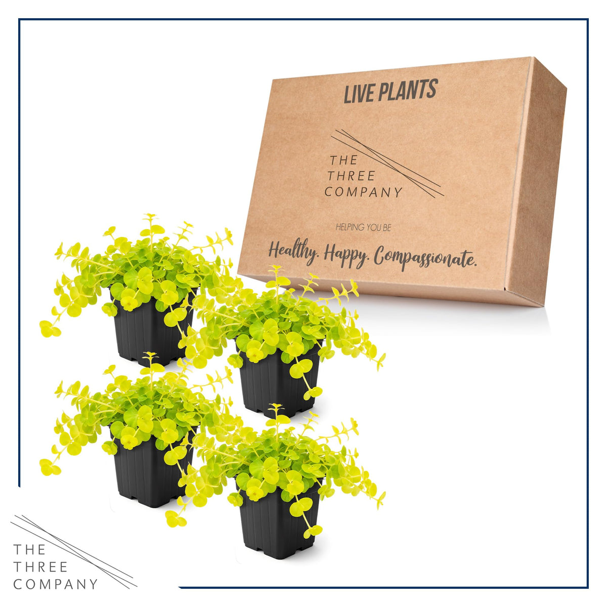 Creeping Jenny cascading from a container or hanging basket for a lively display.