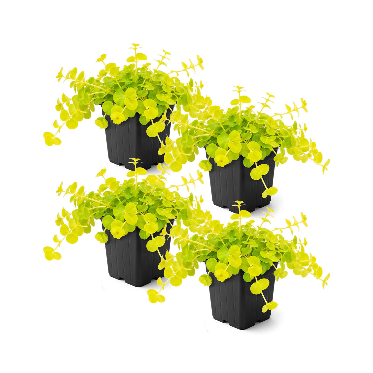 The Three Company Creeping Jenny live plant in a 4-pack, ideal for bright container displays.
