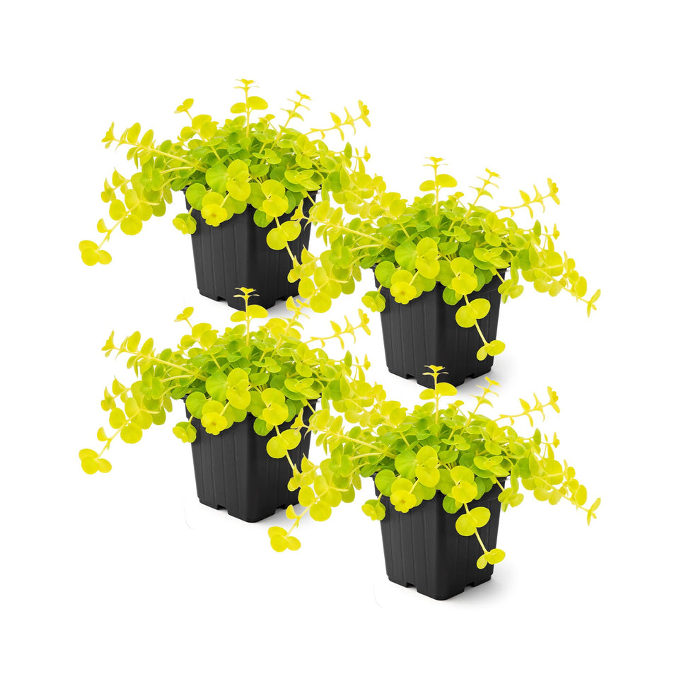 The Three Company Creeping Jenny live plant in a 4-pack, ideal for bright container displays.