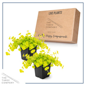 Sun and partial shade tolerance shown by Creeping Jenny in a mixed bed.