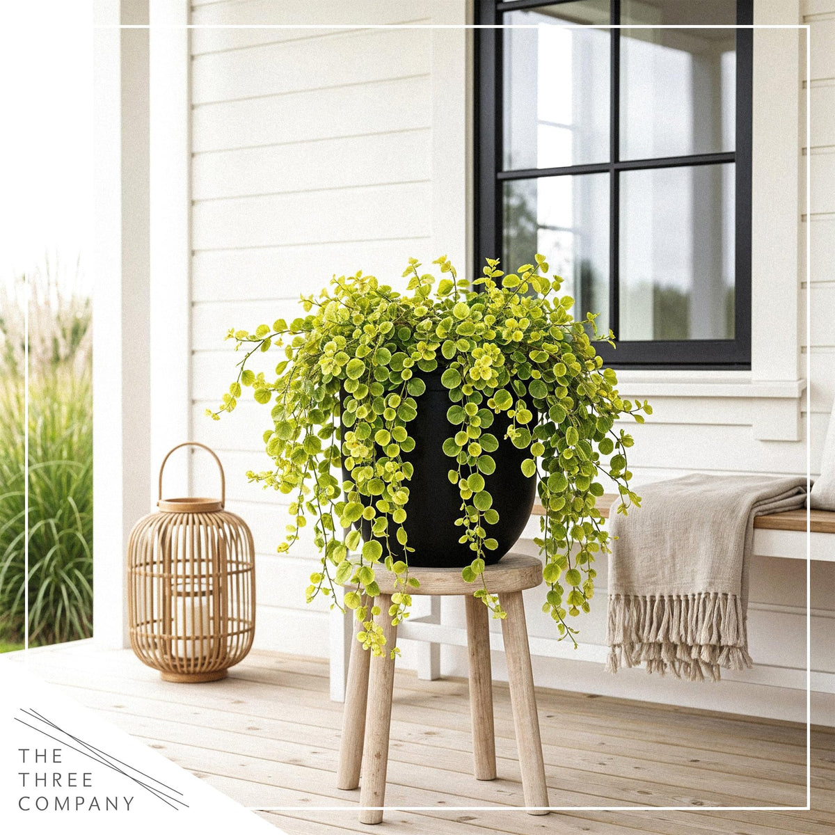 Creeping Jenny tolerates sun to partial shade for flexible planting spots.