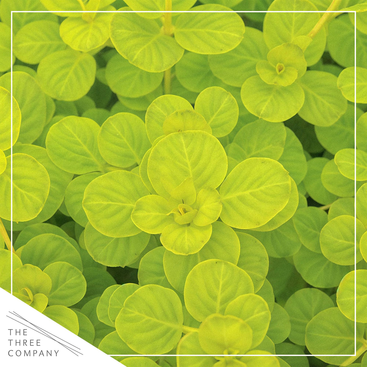 Trailing Creeping Jenny forms lush groundcover perfect for borders and slopes.