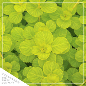 Trailing Creeping Jenny forms lush groundcover perfect for borders and slopes.