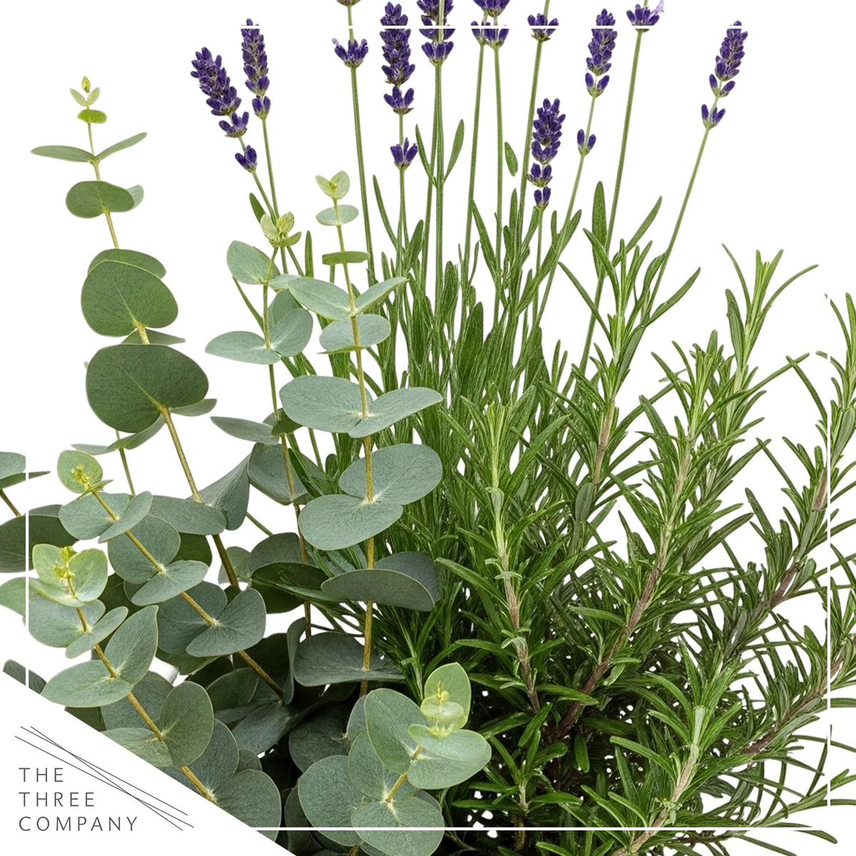 The Three Company deco cover air purifier with lavender and eucalyptus aroma.