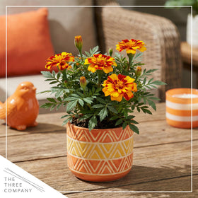 Durango Bolero deer-resistant fragrance supports relaxed outdoor planting.