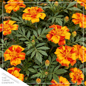 The Three Company Durango Bolero in-pot image shows compact 8-inch height ideal for small spaces.
