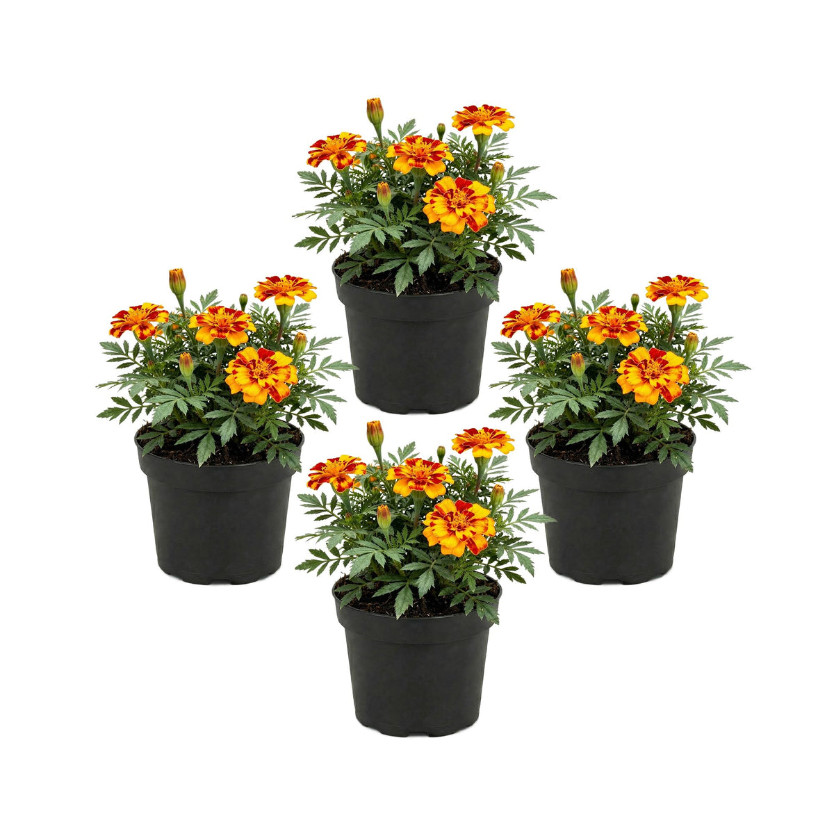 The Three Company Durango Bolero petals closeup highlights bold red with golden edges for bright color.