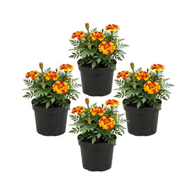 The Three Company Durango Bolero petals closeup highlights bold red with golden edges for bright color.