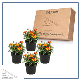 The Three Company Durango Bolero is sun-loving and easy to grow.