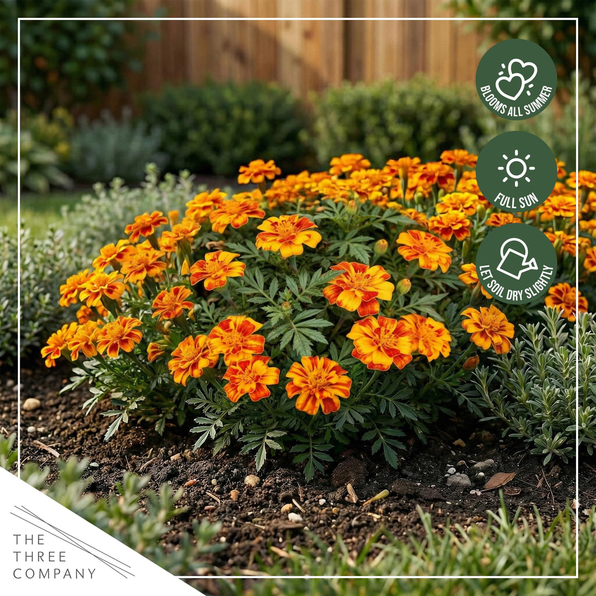 The Three Company Durango Bolero brings warm spring color to sunlit planters.