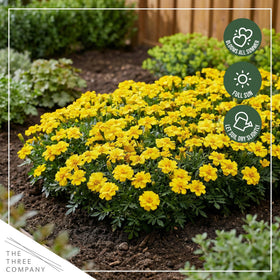 Durango Yellow marigold features deer-resistant fragrance for garden beds.