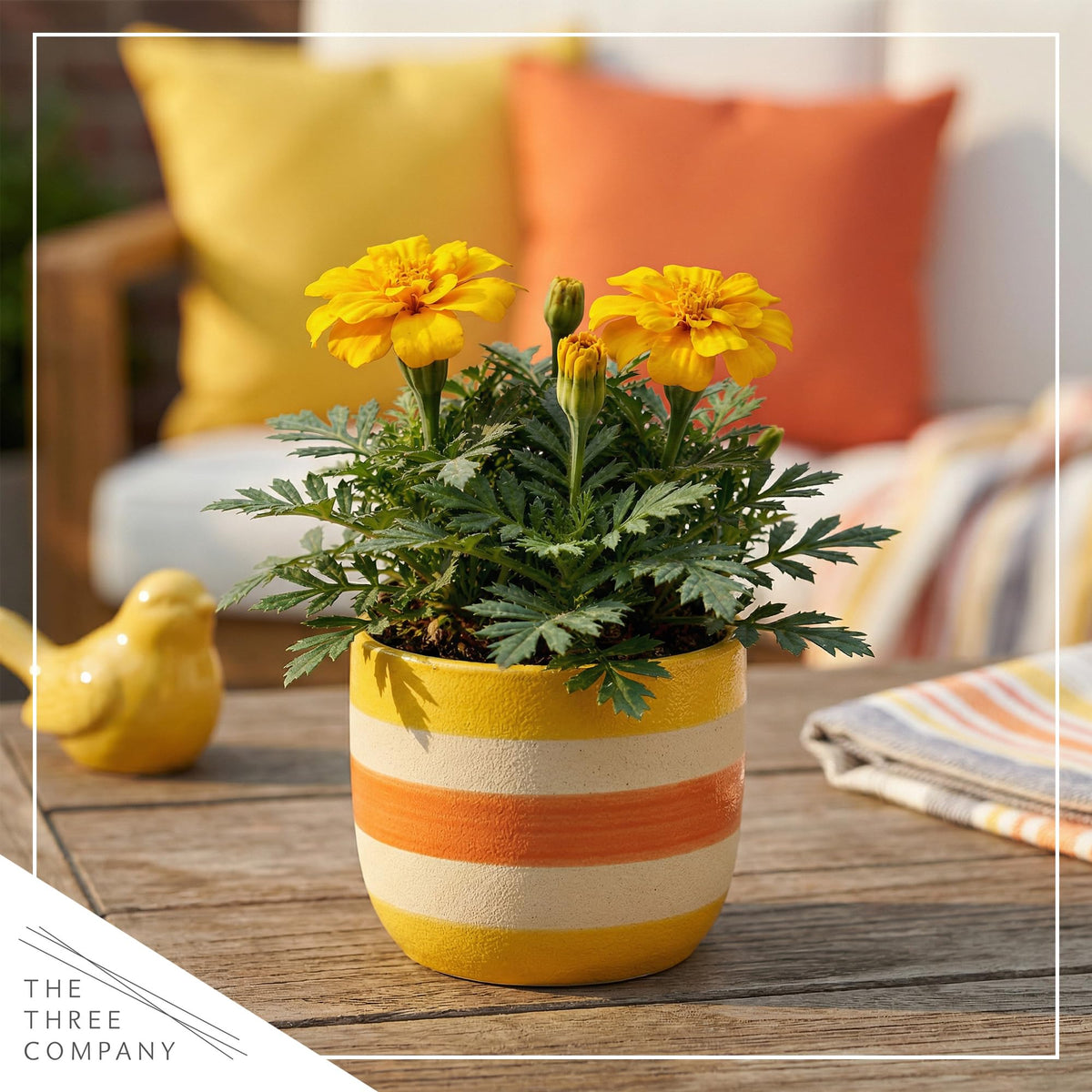 Grown by The Three Company, live Durango Yellow plants ship fresh from our greenhouse.