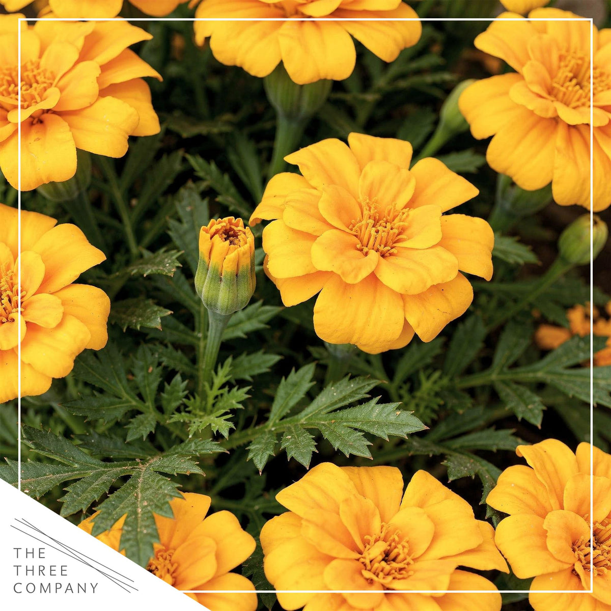 Durango Yellow marigold forms an 8-inch mound, ideal for edging.